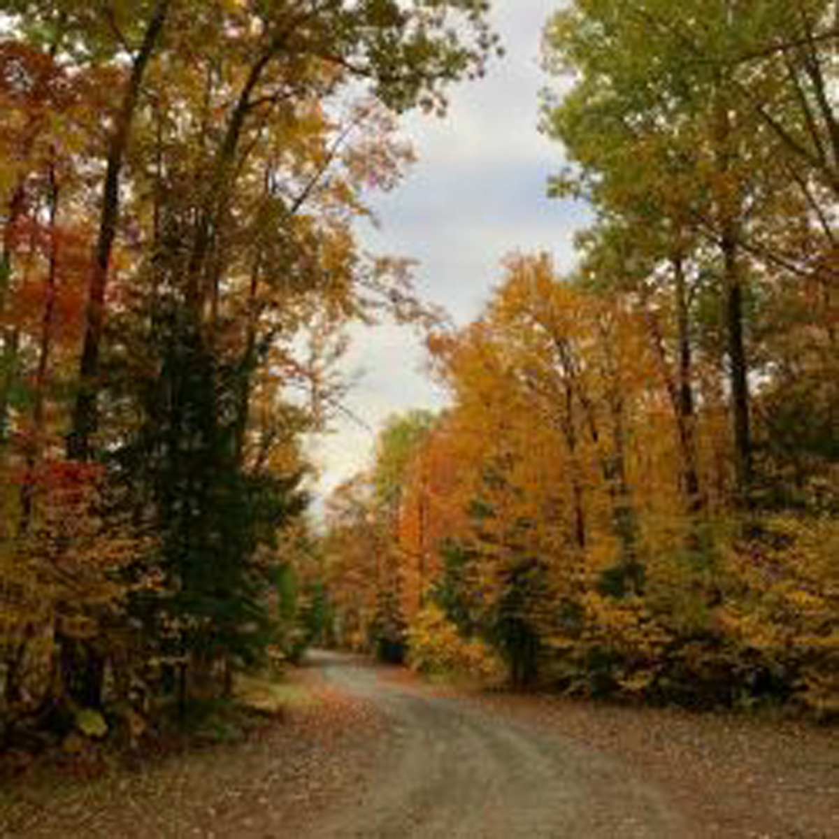 Looking down a dirt road with orange,red and yellow trees in autum